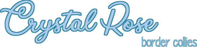 Crystal Rose - border collies